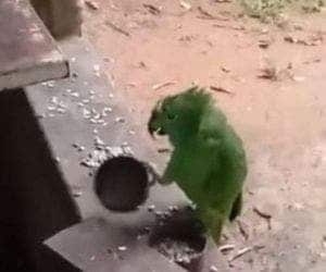 Vídeo de papagaio cantando 'Atirei o Pau no Gato' surpreende web