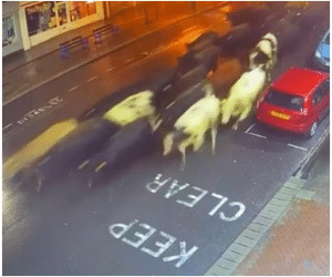 85 vacas 'param o trânsito' com 'carreata' por ruas de cidade