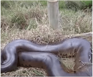'Podia me dar um bote', diz homem ao ver cobra de 8 metros