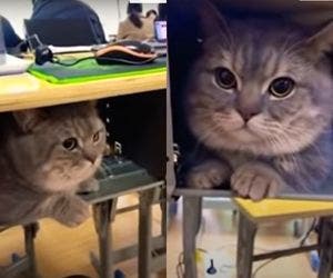 Gato se esconde em mesa para ficar perto da dona e encanta web