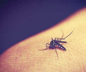 Saiba como impedir a entrada de mosquitos na residência