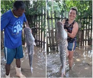 Mulher encontra peixe de 12kg no quintal após cheia de rio