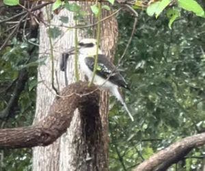 Cobra resolve relaxar em árvore e vira banquete de pássaro