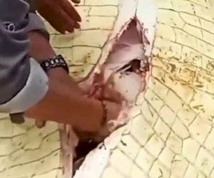 Garoto morre após ser engolido por crocodilo; imagens chocam