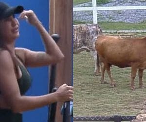 'A Fazenda 13': Marina Ferrari se nega a cuidar das vacas