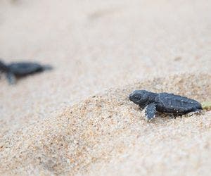 Salvador inicia ação de proteção para tartarugas marinhas