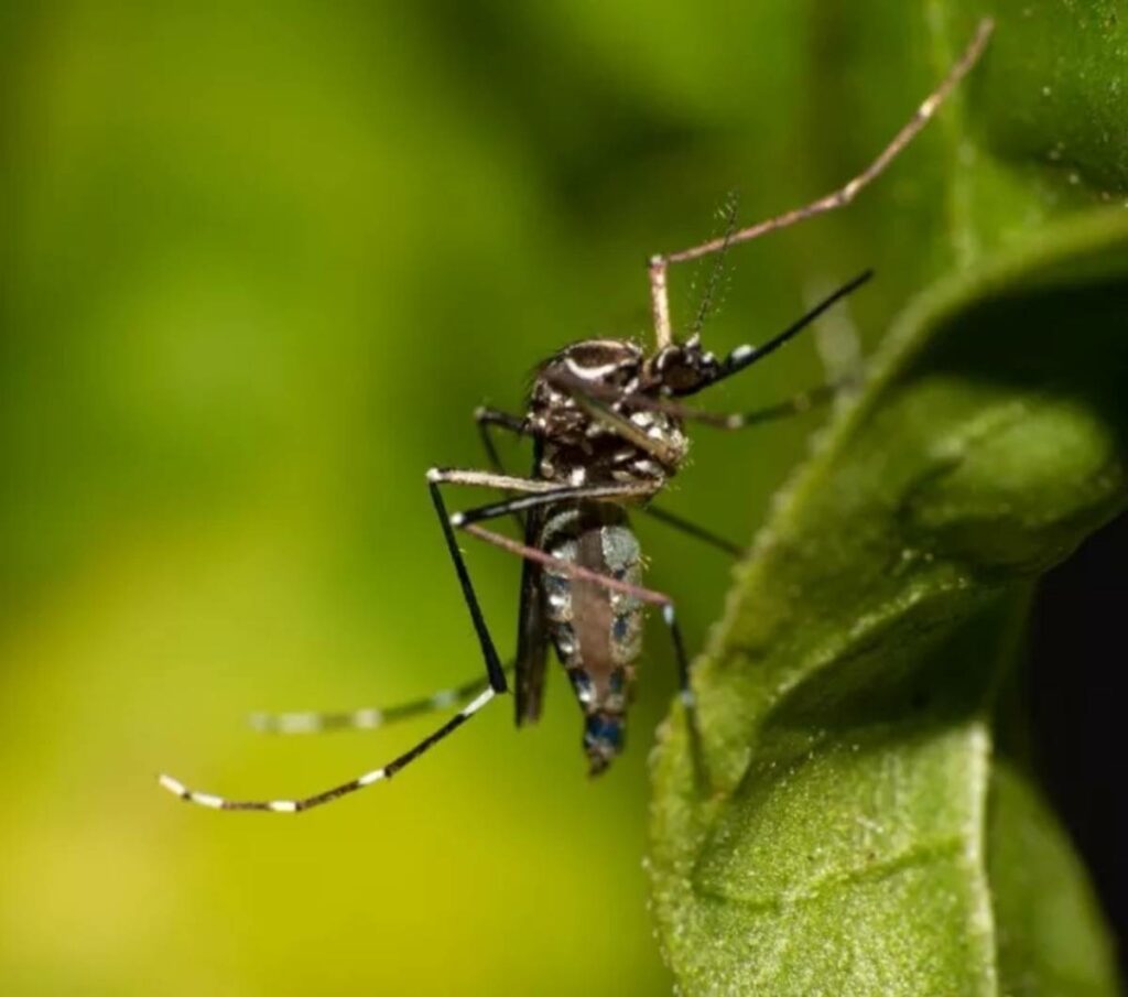 Casos de dengue caem 4,6% na Bahia, mas zika e chikungunya crescem