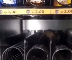 Rato é encontrado em máquina de lanches do metrô de Salvador