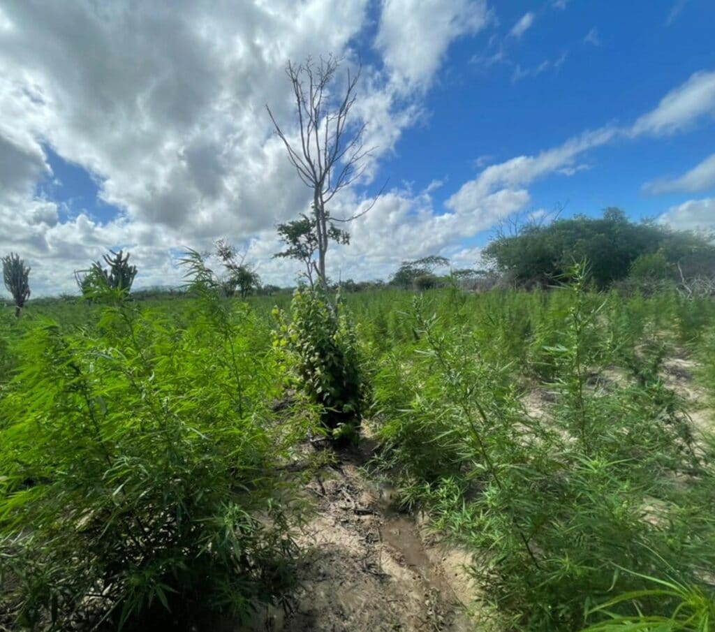 Plantação de 85 mil pés de maconha é encontrada em Juazeiro
