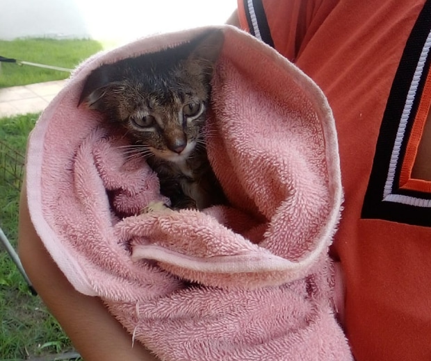 Filhote de gato é resgatado após cair em poço de 7 metros de profundidade na Bahia