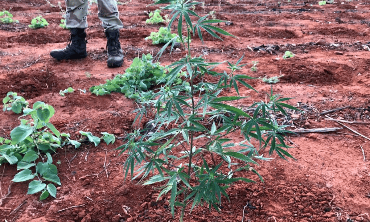 PF realiza operação de extinção de plantio de maconha no sudoeste da Bahia