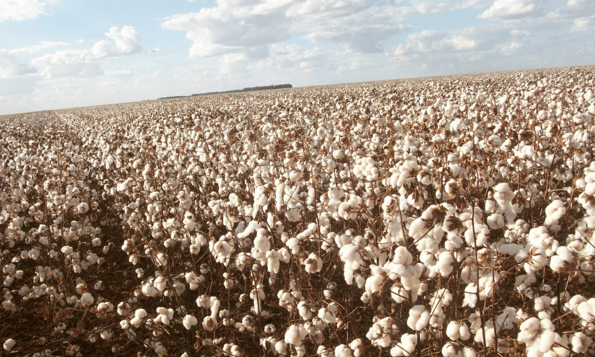 Bahia deve colher 522,5 mil toneladas de algodão na safra 2021/2022, diz Abapa