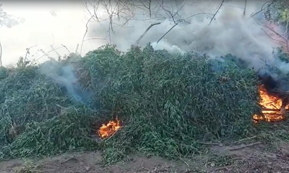 Vídeo: Plantação com 90 mil pés de maconha é destruída às margens do Rio São Francisco