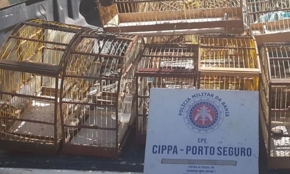 Polícia Militar resgata 10 aves silvestres de cativeiro ilegal em Santa Cruz Cabrália