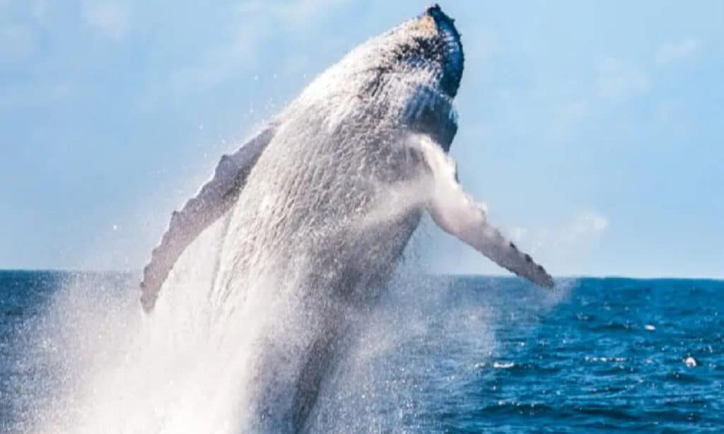 Museu do Mar, no Carmo, sedia evento de promoção do turismo de observação de baleias jubarte