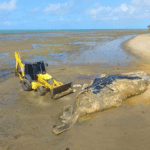 Baleia jubarte de 13 metros é encontrada morta em litoral da Bahia