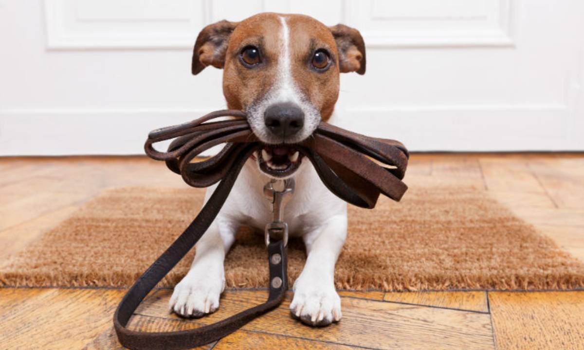 Uso de coleiras de pescoço e enforcadores em cães não são recomendados por especialistas