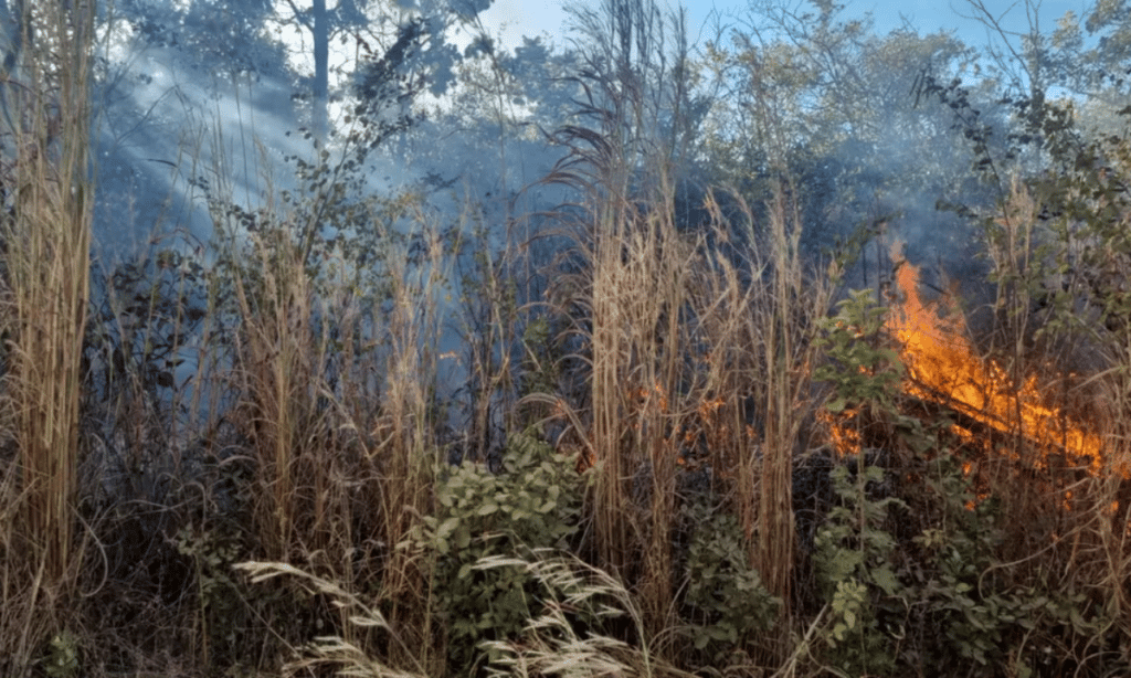 Incêndio de grandes proporções atinge área de vegetação no oeste da Bahia