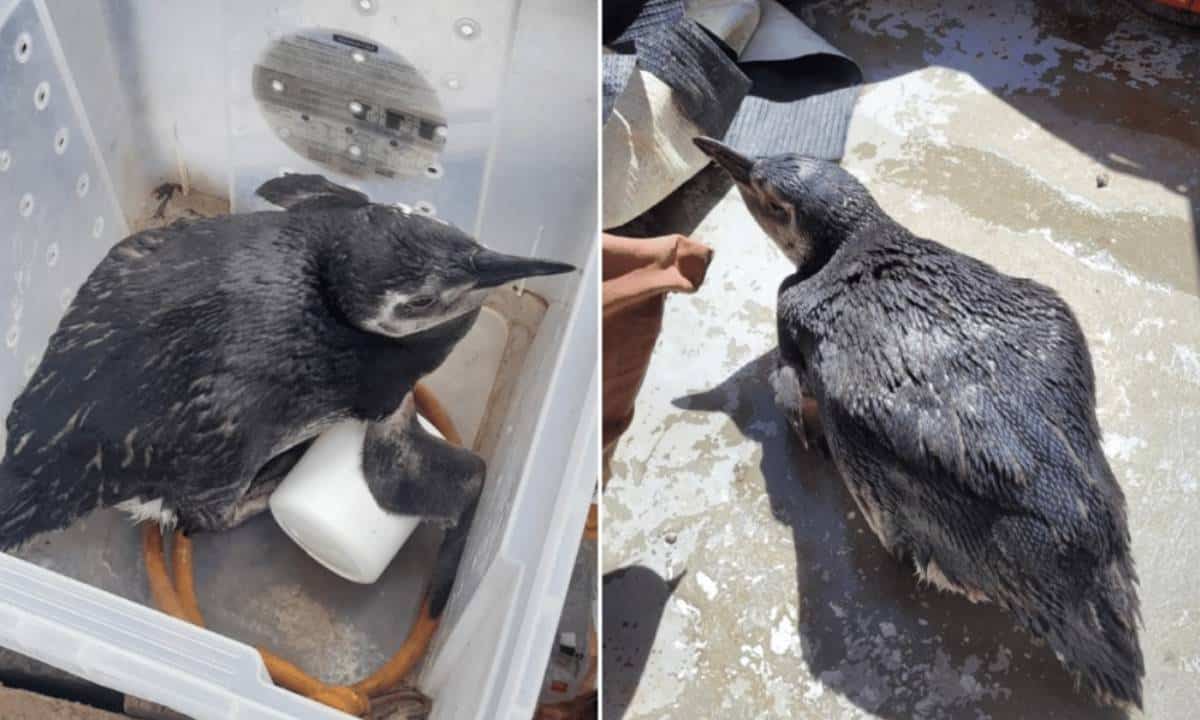 Pinguins achados em Salvador