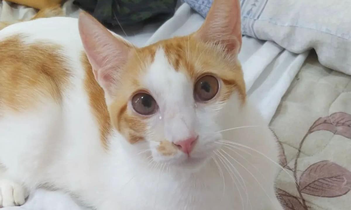 Tutoras de gato com 'coronavírus felino' criam vaquinha virtual para custear tratamento; saiba como ajudar