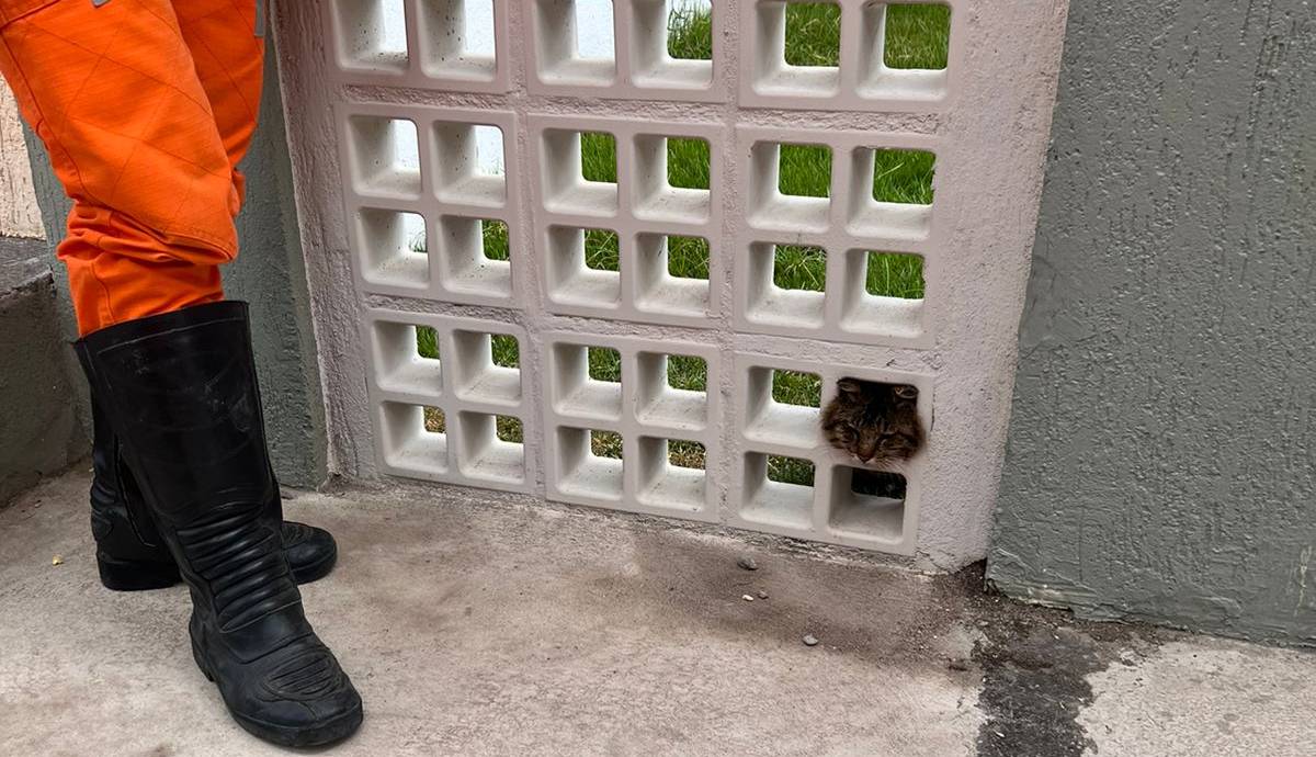 Gato é resgatado após ficar preso em um muro no extremo sul da Bahia