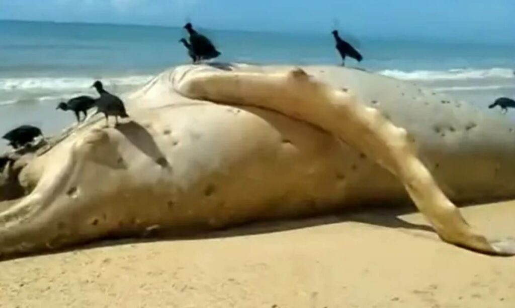 Baleia de 12 metros é encontrada morta em praia no extremo sul da Bahia