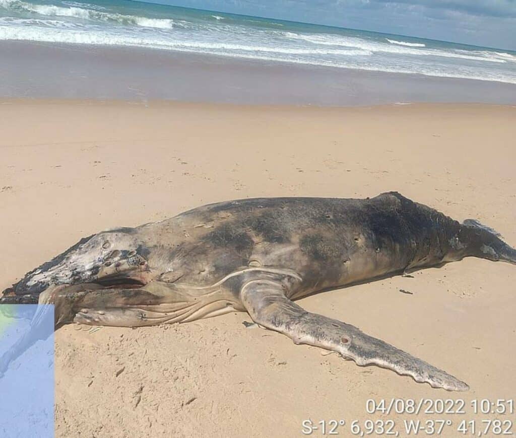 Filhote de baleia jubarte é encontrado morto em Baixios