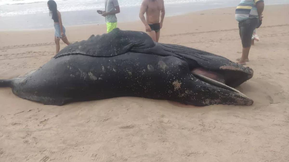 Filhote de baleia é encontrado morto na praia de Ipitanga 