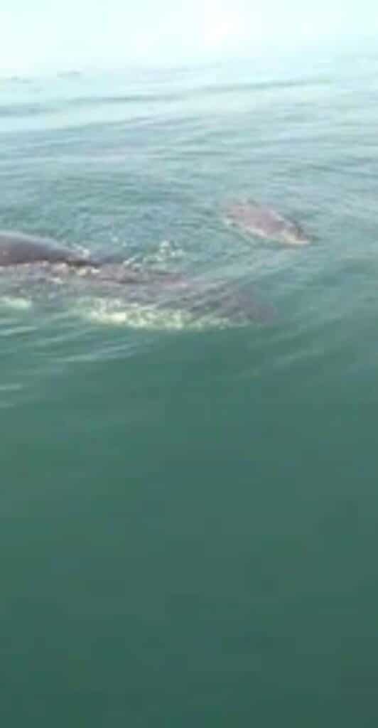 Vídeo: baleia é vista na região do Porto da Barra em Salvador