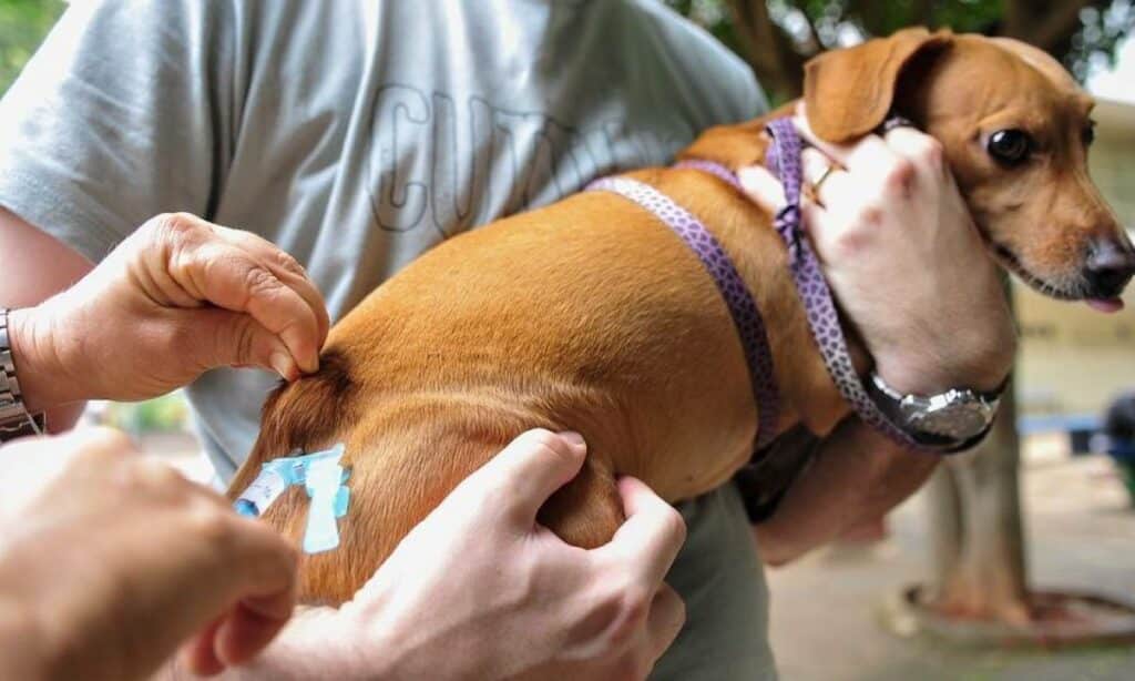 Cerca de 190 mil cães e gatos devem ser vacinados contra raiva em Salvador