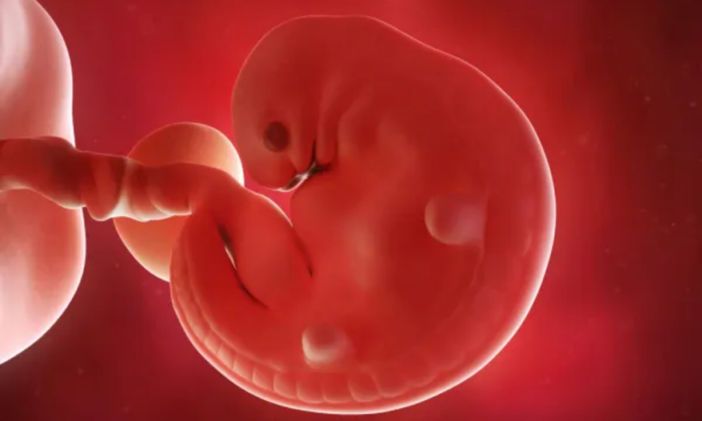 Seis semanas de gravidez: entenda como o bebê se desenvolve neste período
