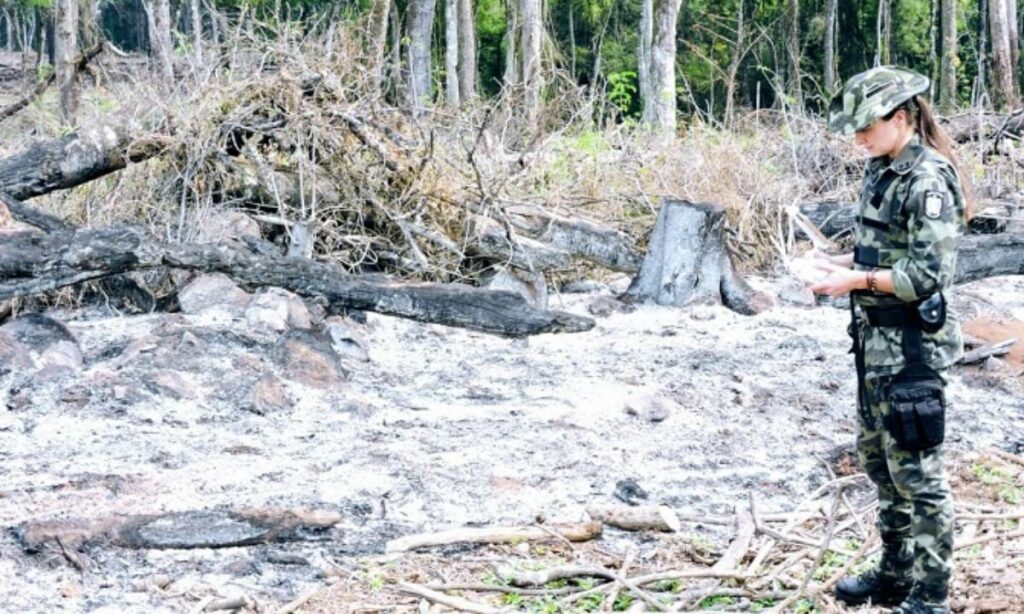 Ministério Público deflagra operação contra desmatamento na Bahia e outros 16 estados