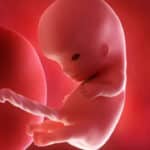 Dez semanas de gravidez: entenda como o bebê se desenvolve neste período