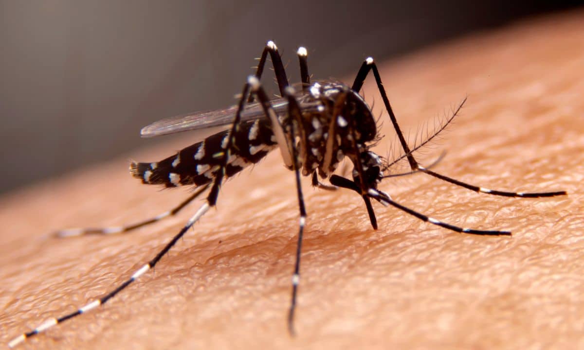 Cases of dengue, chikungunya and Zika increased during 2022