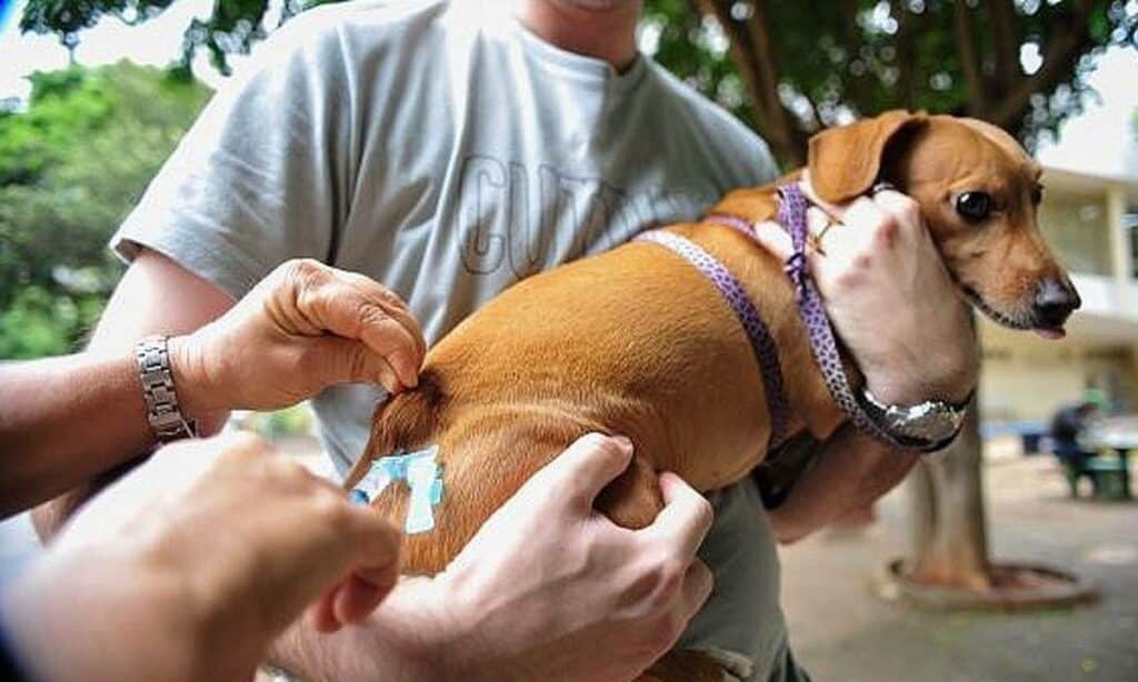 Parque da Cidade recebe mutirão de vacinação para cachorros