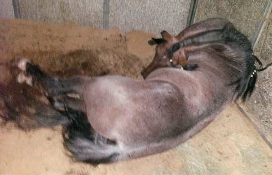 Descarga elétrica mata cavalo premiado na Fenagro 2015